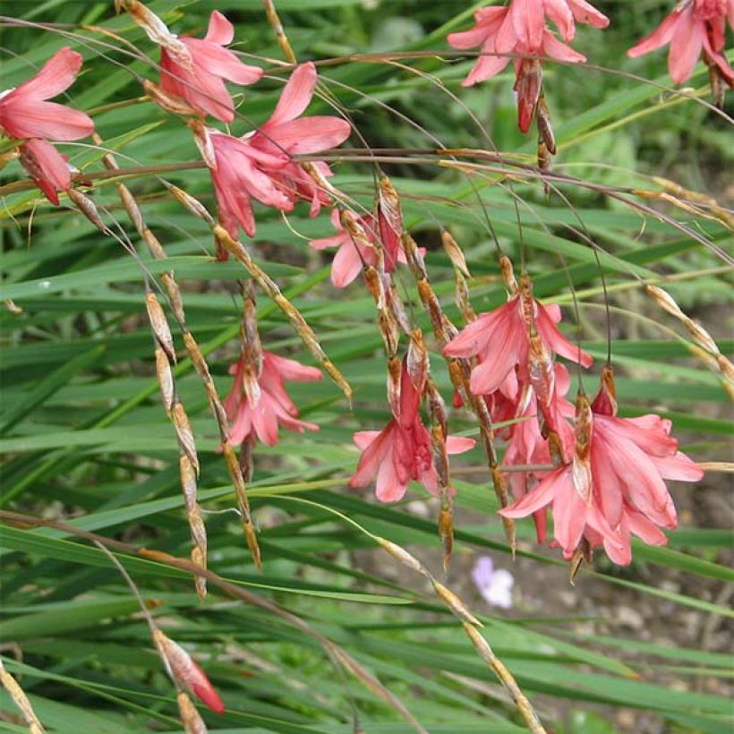Kaario - Dierama igneum (Kukinta)