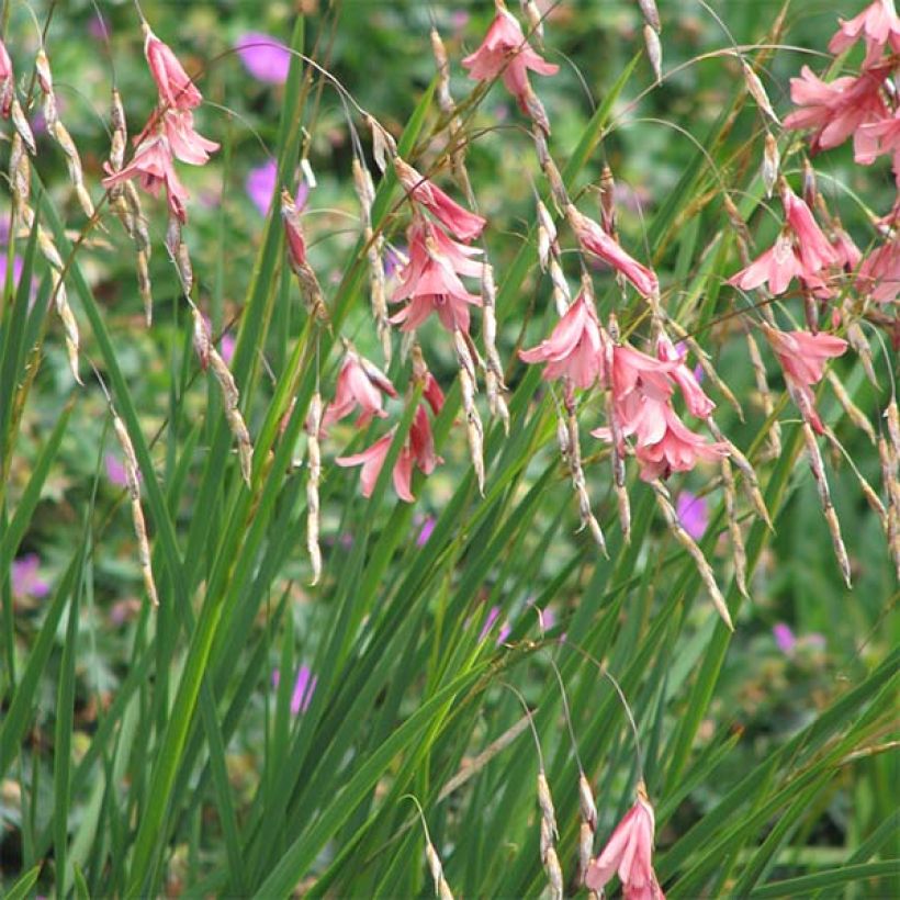 Kaario - Dierama igneum (Kasvutapa)
