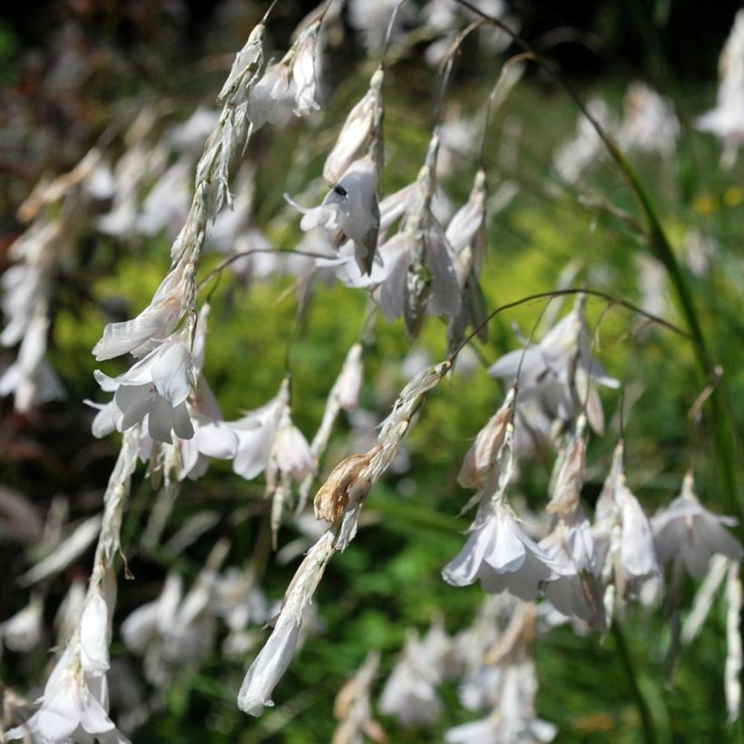 Enkelinkaario Alba (Kukinta)