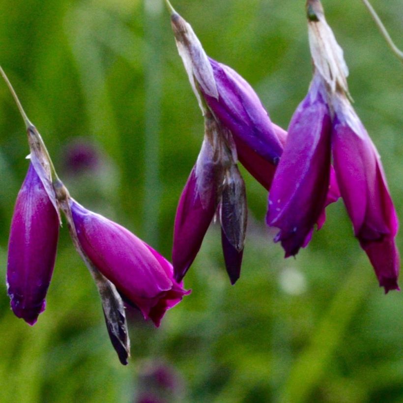 Enkelinkaario Dark Cerise (Kukinta)