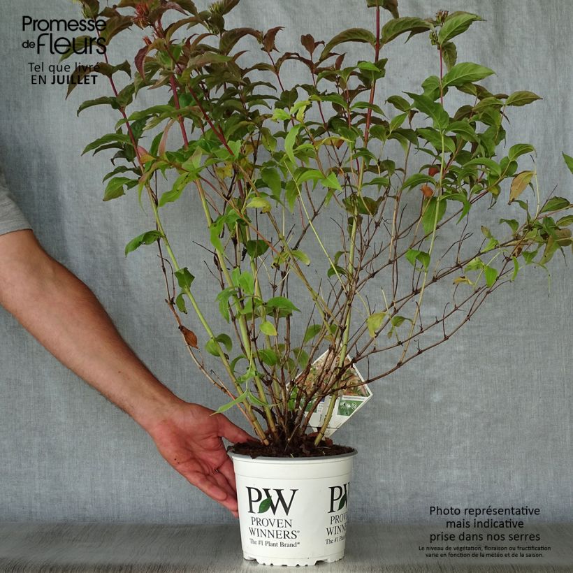 Esimerkki kesällä toimitetusta Lamovuohenkuusama Kodiak Orange Pot de 2L/3L-taimesta