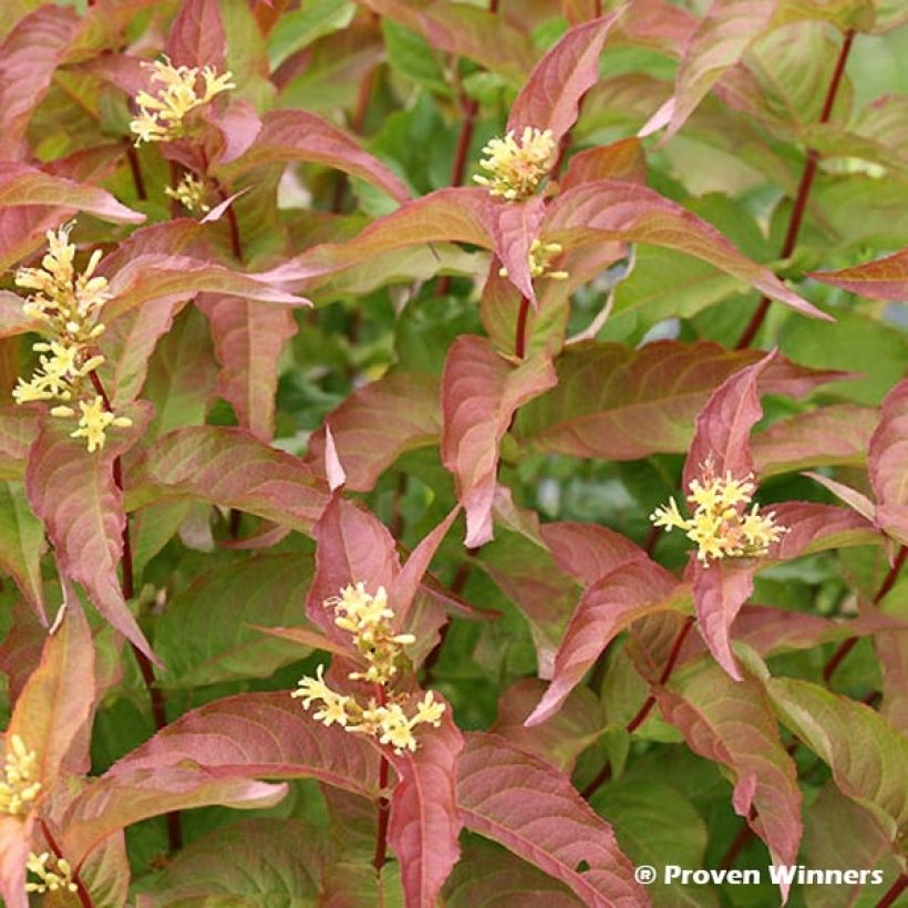 Lamovuohenkuusama Kodiak Red (Lehvistö)