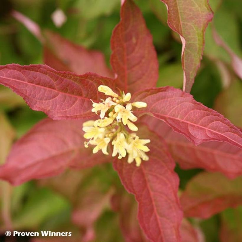 Lamovuohenkuusama Kodiak Red (Kukinta)