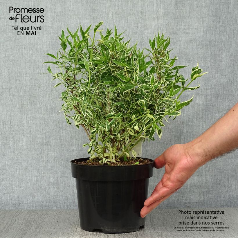 Esimerkki keväällä toimitetusta Rusovuohenkuusama Cool Splash Pot de 3L/4L-taimesta