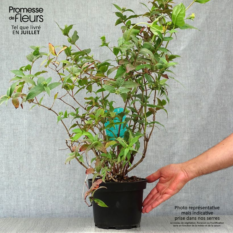 Esimerkki kesällä toimitetusta Lamovuohenkuusama - Diervilla x splendens Pot de 2L/3L-taimesta