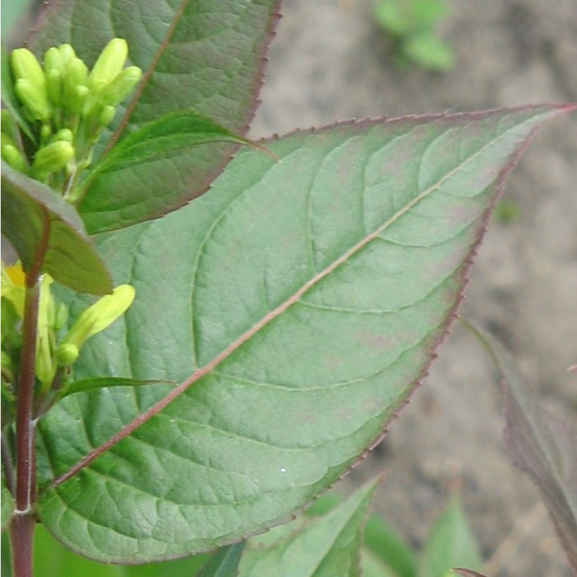 Lamovuohenkuusama - Diervilla x splendens (Lehvistö)