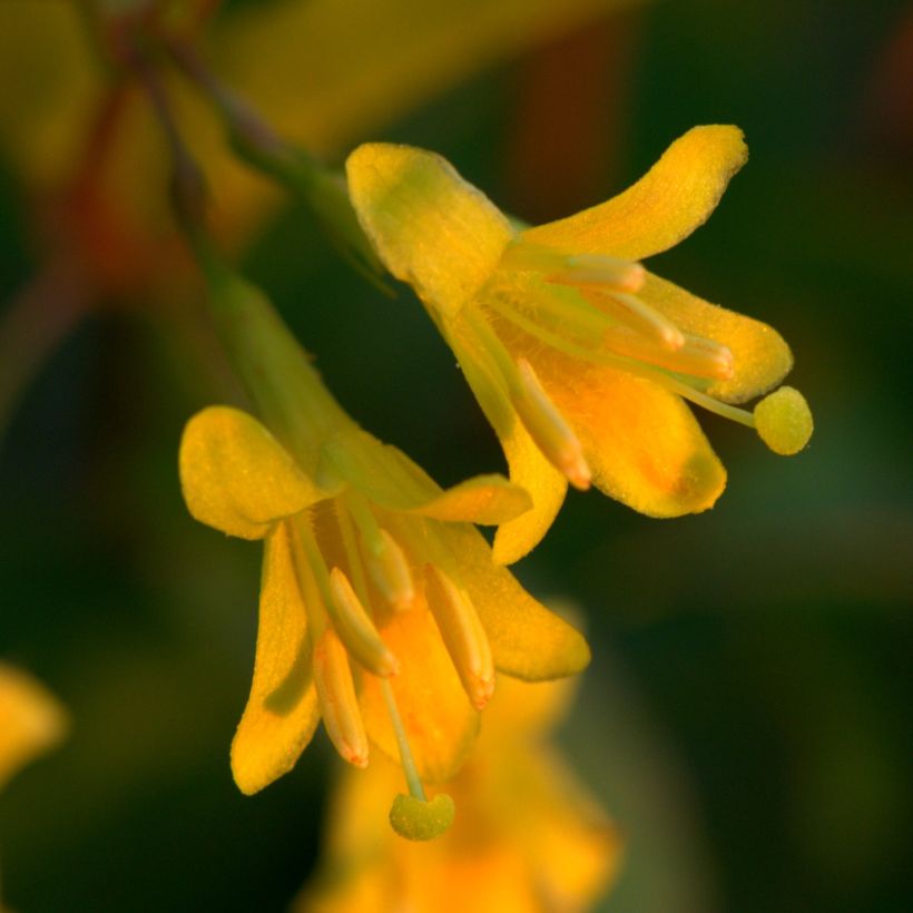 Lamovuohenkuusama - Diervilla x splendens (Kukinta)