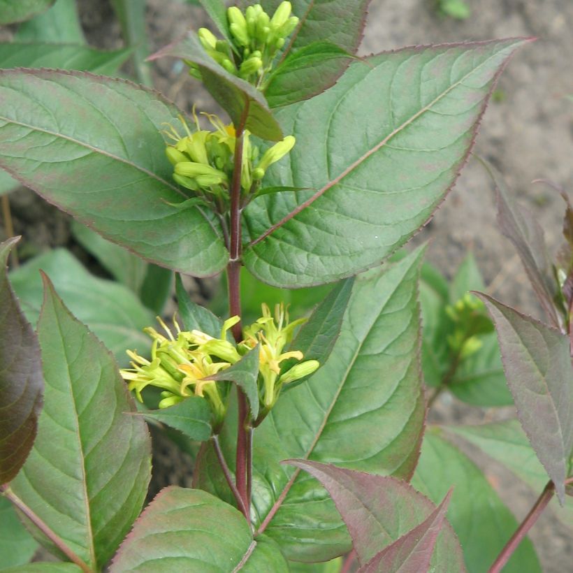 Lamovuohenkuusama - Diervilla x splendens (Kasvutapa)