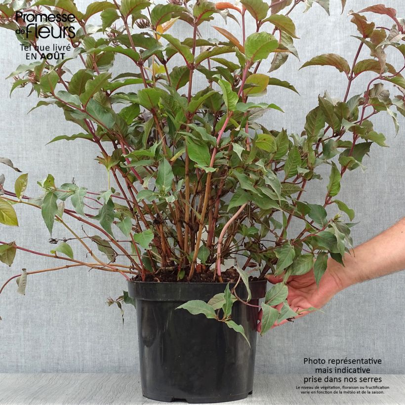 Esimerkki kesällä toimitetusta Lamovuohenkuusama Diva Pot de 7,5L/10L-taimesta