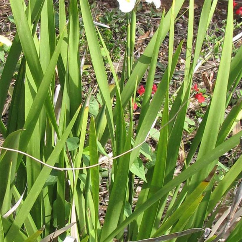 Dietes grandiflora (Lehvistö)