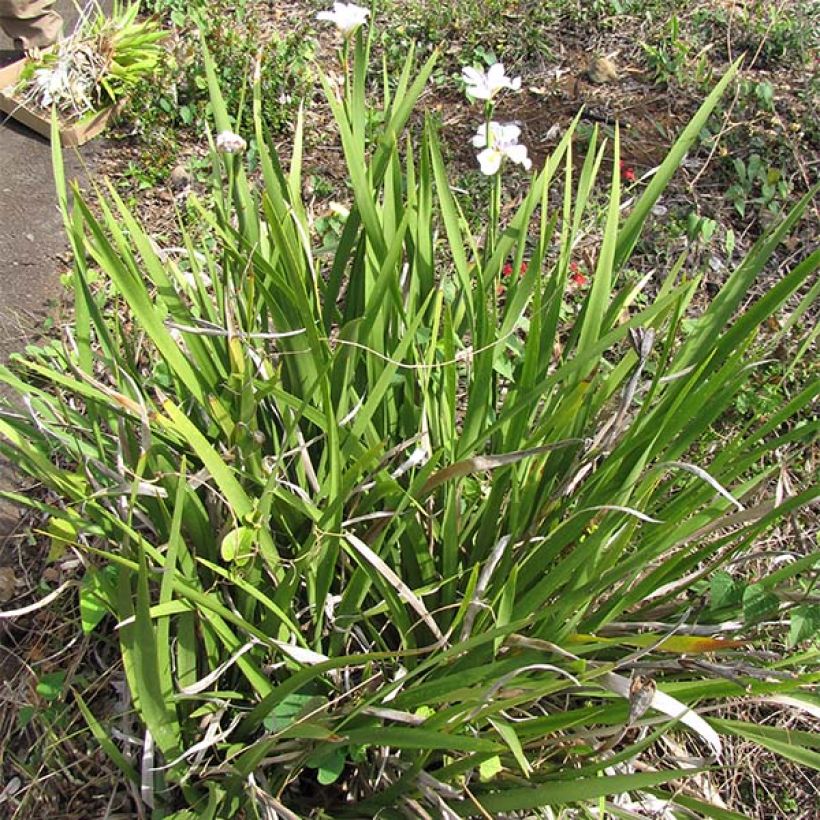 Dietes grandiflora (Kasvutapa)