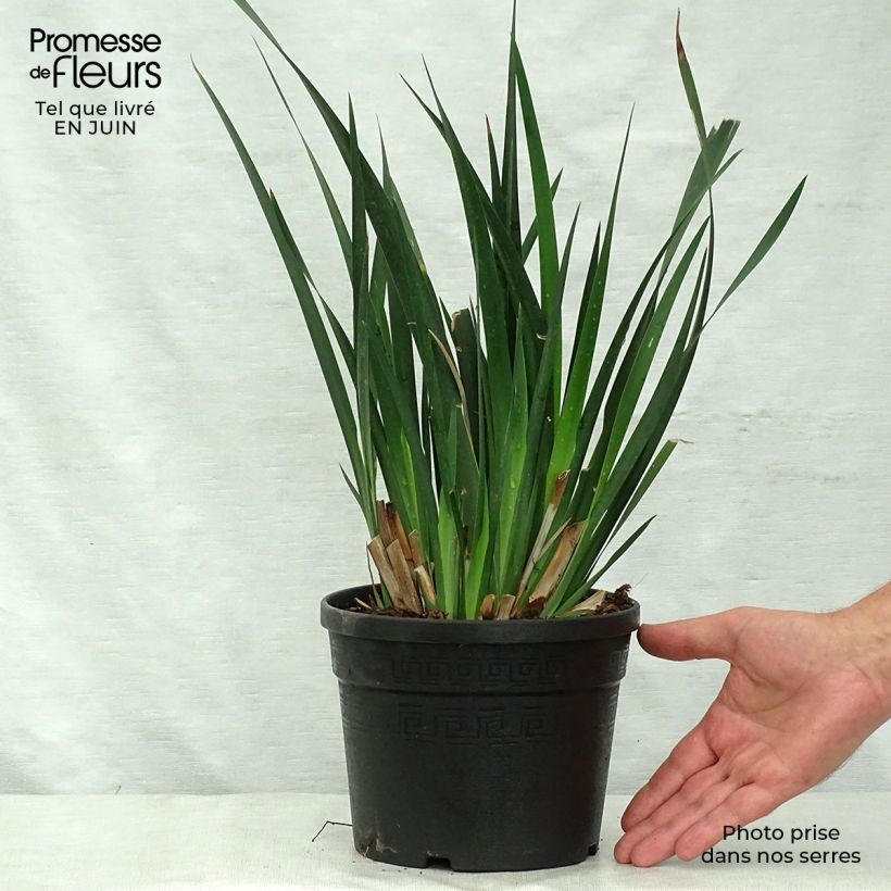 Esimerkki kesällä toimitetusta Dietes grandiflora Pot de 2L/3L-taimesta