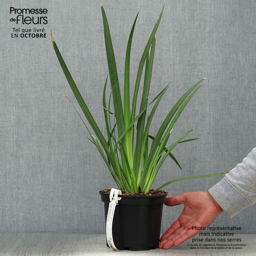 Esimerkki syksyllä toimitetusta Dietes grandiflora 2 litran/3 litran ruukku-taimesta