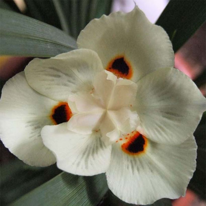 Dietes bicolor (Kukinta)