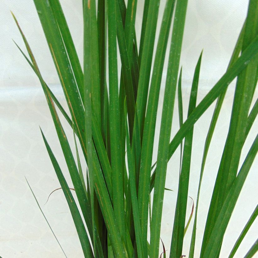 Dietes bicolor (Lehvistö)
