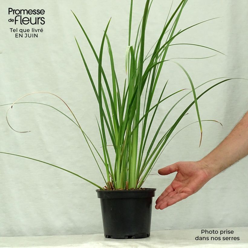 Esimerkki kesällä toimitetusta Dietes bicolor Pot de 2L/3L-taimesta
