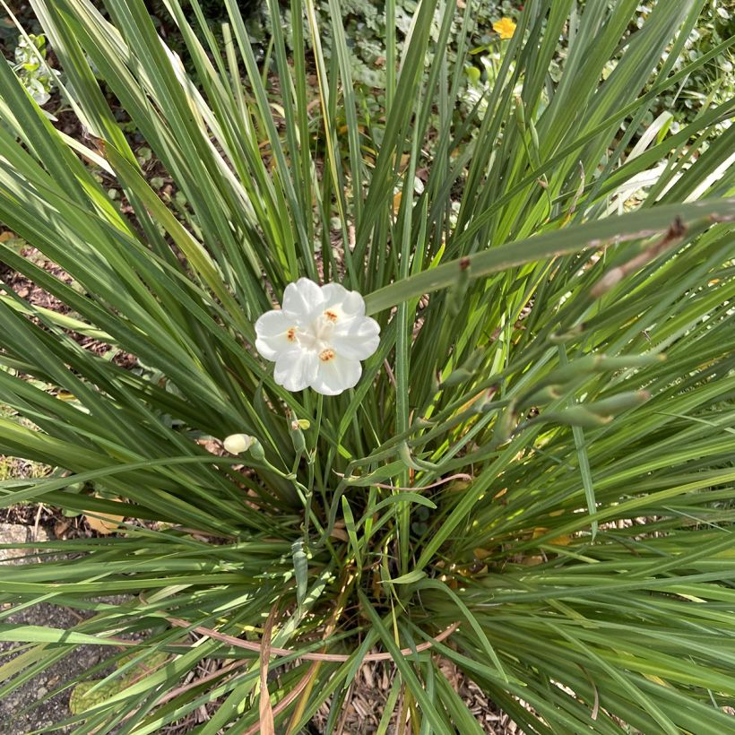 Dietes bicolor (Kasvutapa)