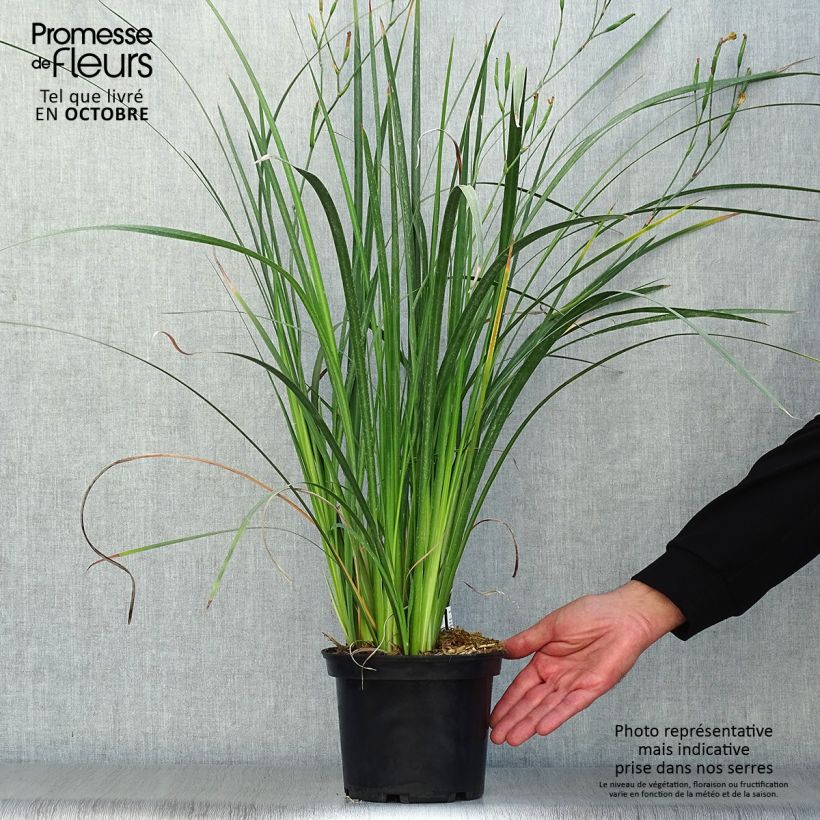 Esimerkki syksyllä toimitetusta Dietes bicolor 2 litran/3 litran ruukku-taimesta