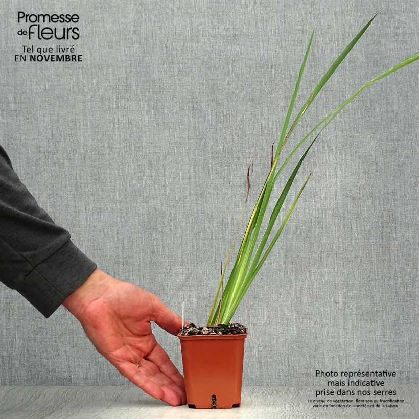Esimerkki syksyllä toimitetusta Dietes bicolor 8/9 cm taimiruukku-taimesta