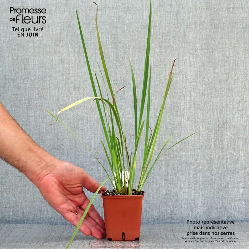 Esimerkki kesällä toimitetusta Dietes bicolor Godet de 8/9 cm-taimesta