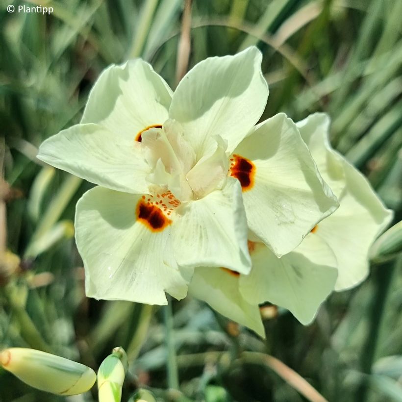 Dietes bicolor Milky Way (Kukinta)