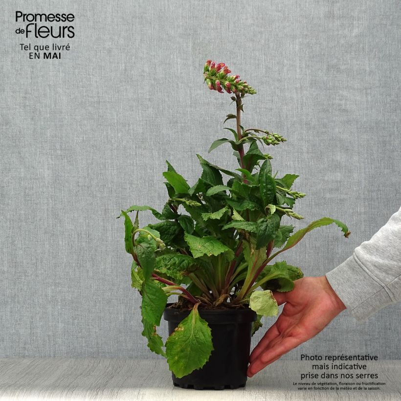 Esimerkki keväällä toimitetusta Sormustinkukka Berry Canary Pot de 3L/4L-taimesta