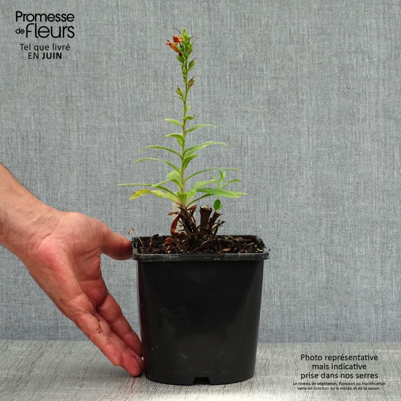 Esimerkki kesällä toimitetusta Sormustinkukka Firecracker Pot de 2L/3L-taimesta