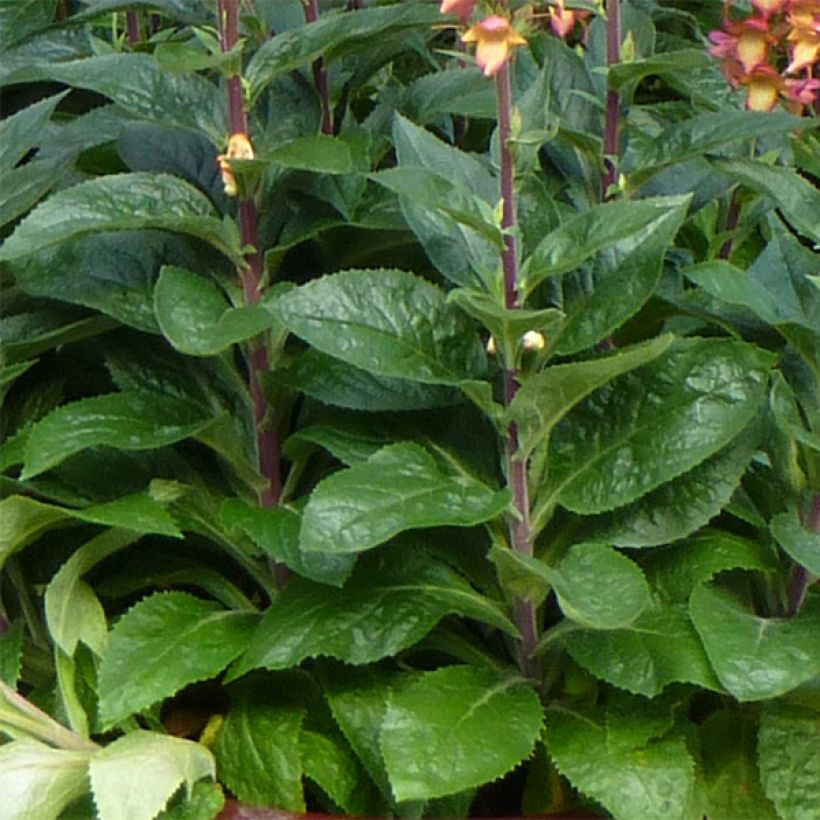 Sormustinkukka Illumination Flame ('Harkstead Flame') (Lehvistö)
