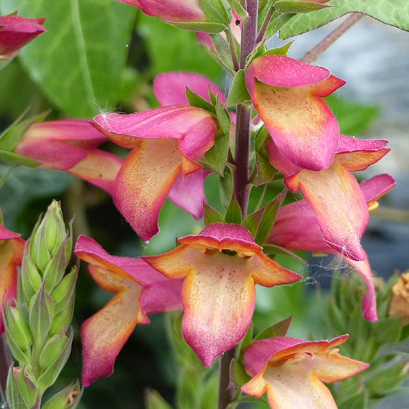 Sormustinkukka Illumination Flame ('Harkstead Flame') (Kukinta)