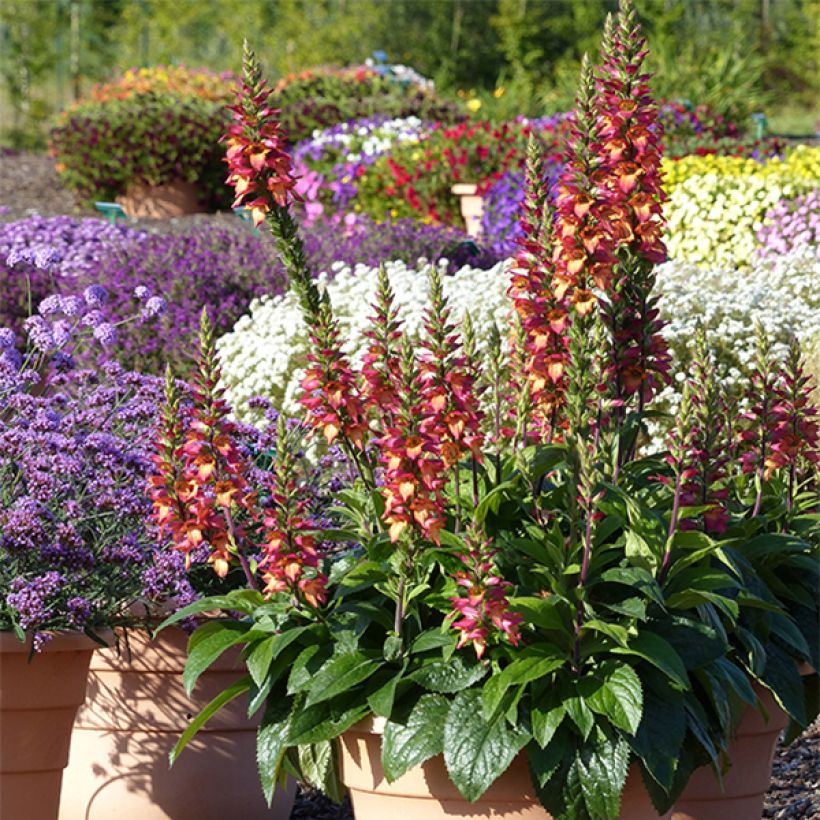 Sormustinkukka Illumination Flame ('Harkstead Flame') (Kasvutapa)