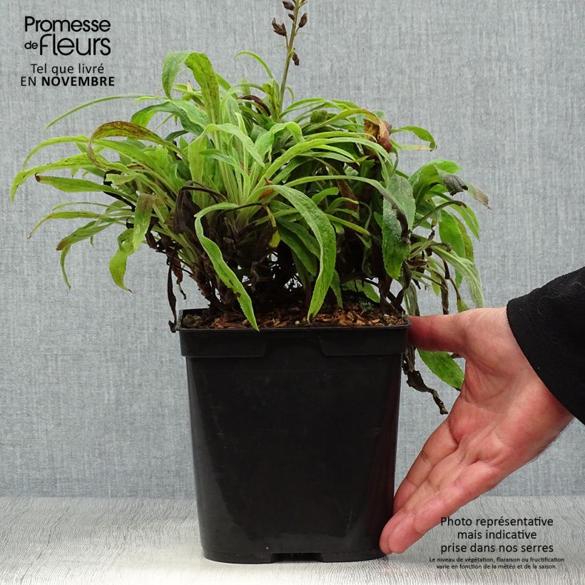 Esimerkki syksyllä toimitetusta Sormustinkukka Illumination Raspberry 2 litran/3 litran ruukku-taimesta
