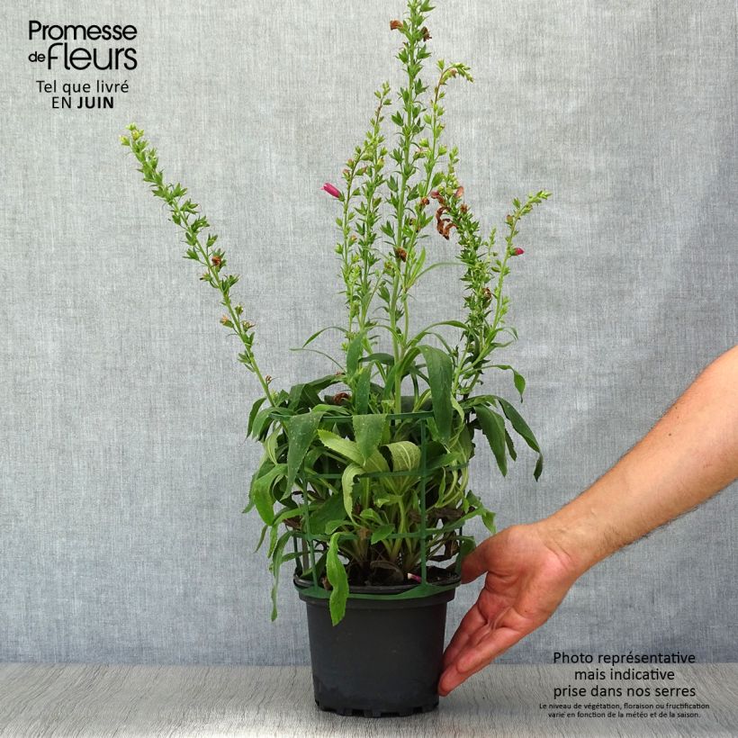 Esimerkki kesällä toimitetusta Sormustinkukka Illumination Raspberry Pot de 2L/3L-taimesta