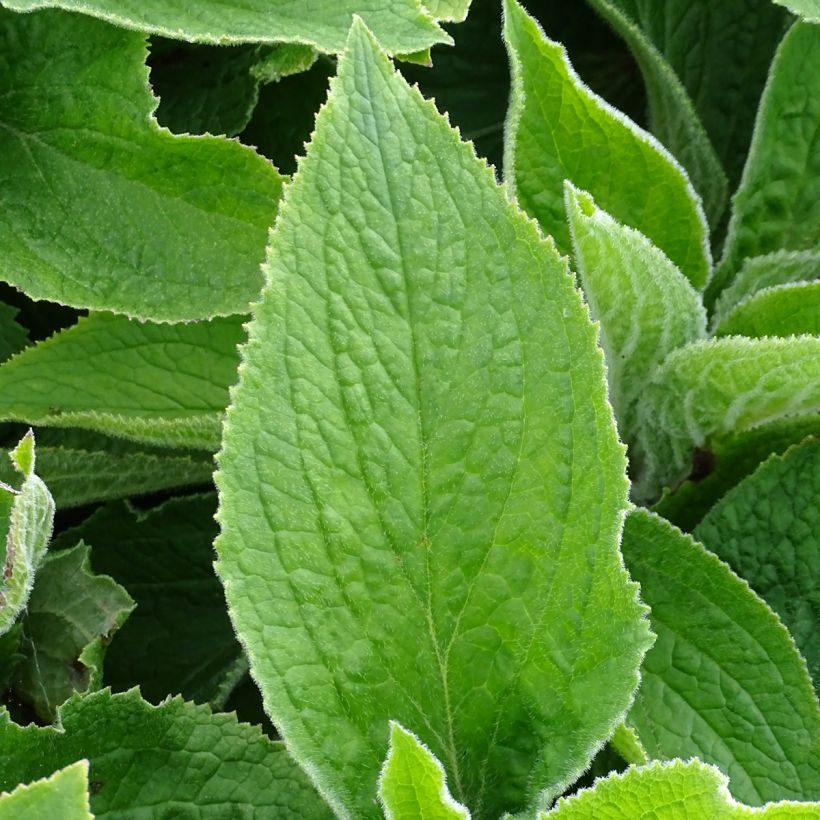 Sormustinkukka - Digitalis x mertonensis (Lehvistö)