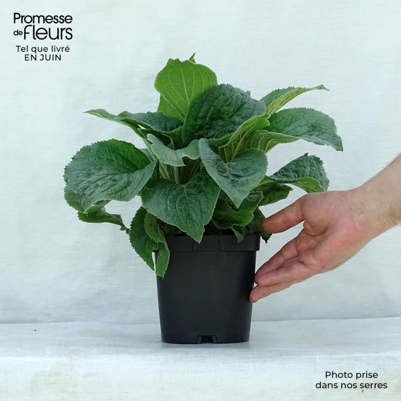 Esimerkki kesällä toimitetusta Sormustinkukka - Digitalis x mertonensis Pot de 2L/3L-taimesta