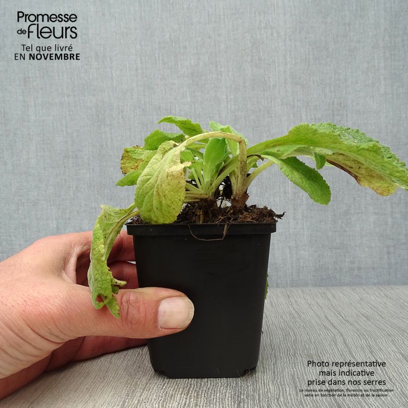 Esimerkki syksyllä toimitetusta Rohtosormustinkukka Suttons Apricot 7/8 cm taimiruukku-taimesta