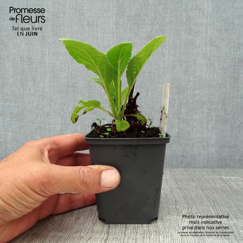 Esimerkki kesällä toimitetusta Rohtosormustinkukka Suttons Apricot Godet de 7/8 cm-taimesta