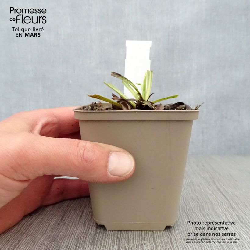 Esimerkki keväällä toimitetusta Sormustinkukka Alba Taimiruukku 8/9 cm-taimesta