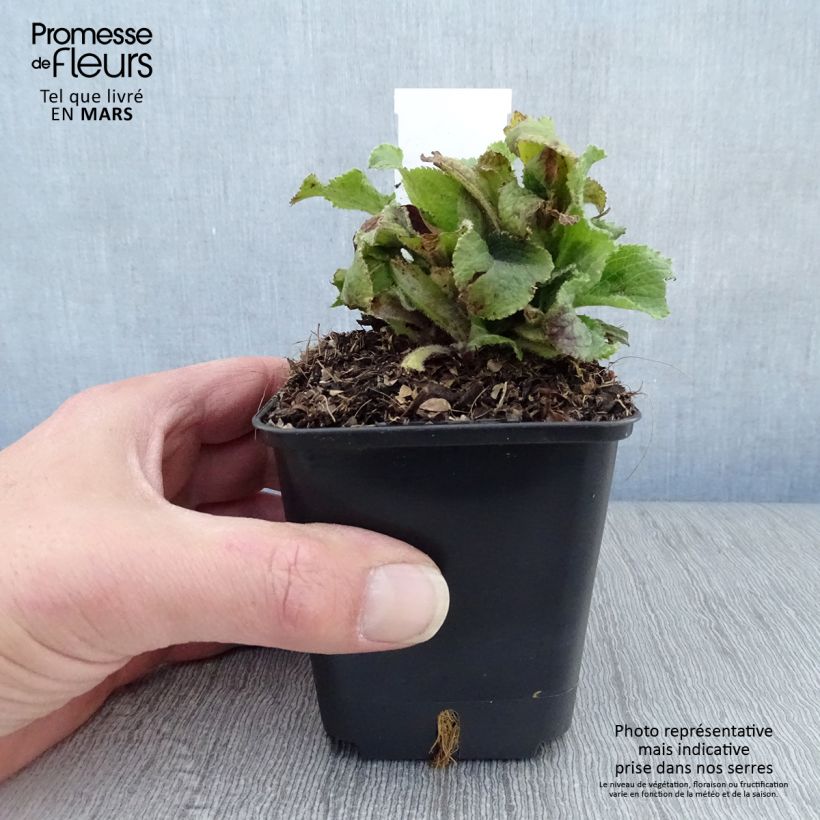 Esimerkki keväällä toimitetusta Tarhasormustinkukka Summer King Godet de 8/9 cm-taimesta