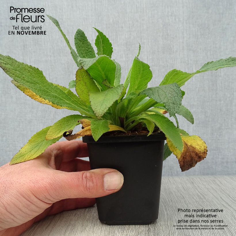 Esimerkki syksyllä toimitetusta Rohtosormustinkukka - Digitalis purpurea 8/9 cm taimiruukku-taimesta