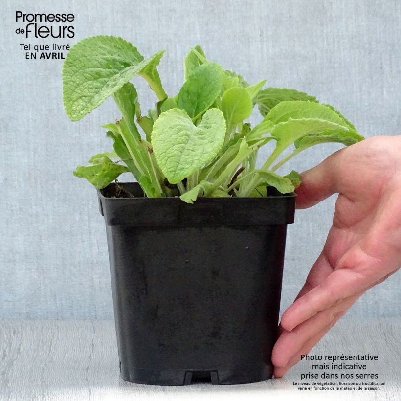 Esimerkki keväällä toimitetusta Rohtosormustinkukka - Digitalis purpurea Ruukku 2L / 3L-taimesta
