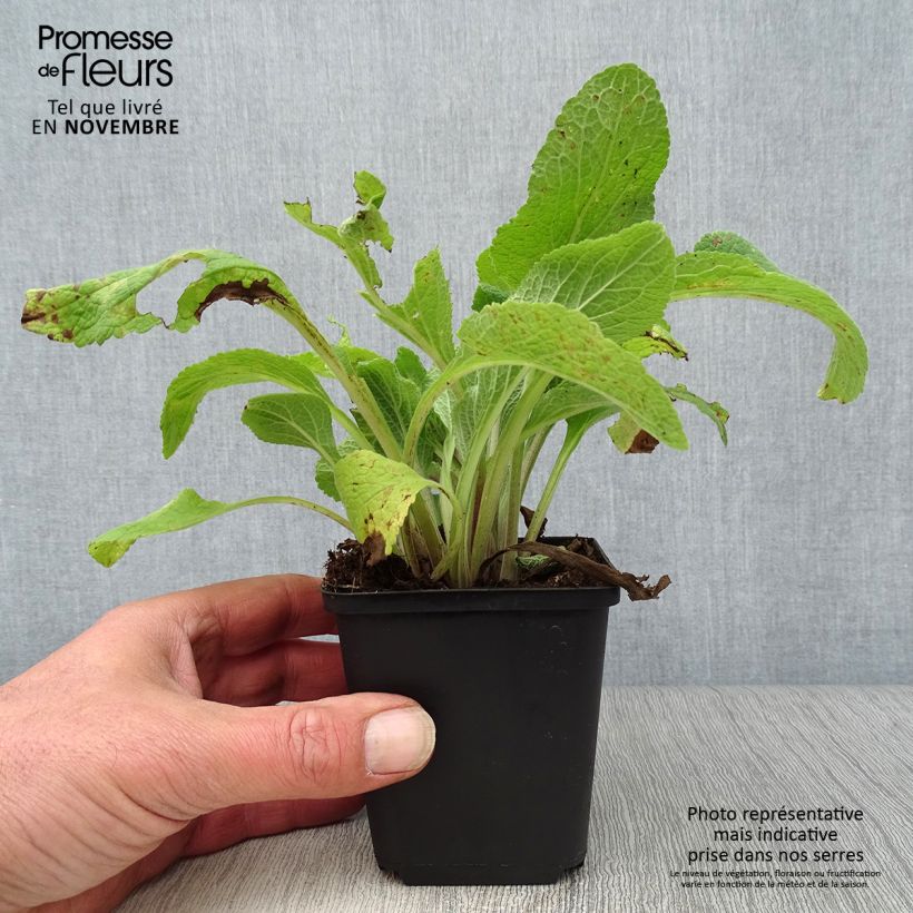 Esimerkki syksyllä toimitetusta Rohtosormustinkukka Pam s Choice 8/9 cm taimiruukku-taimesta