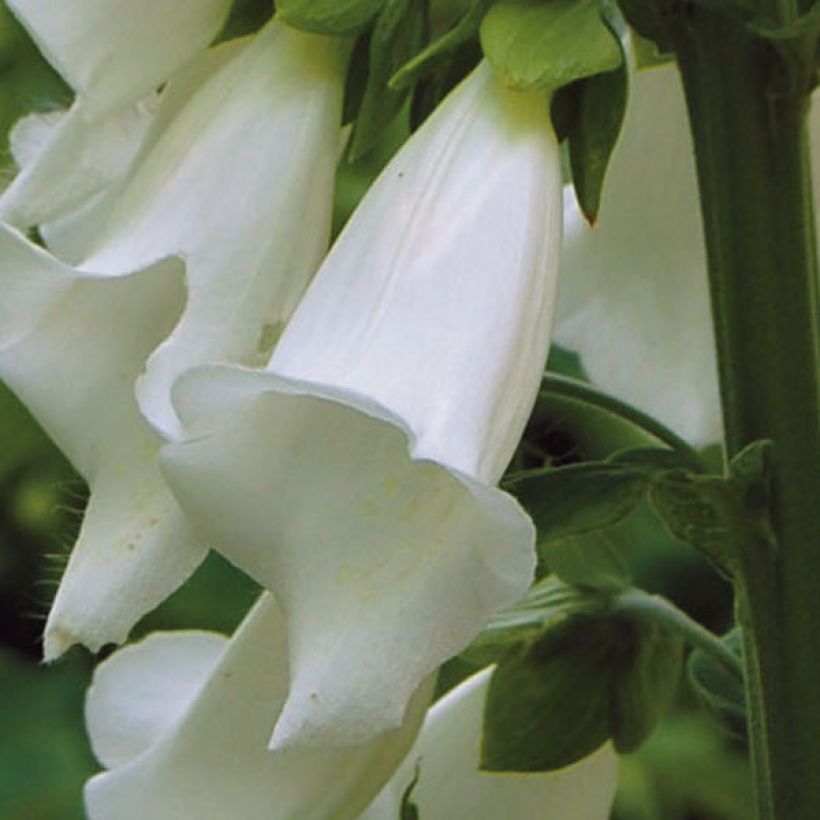 Rohtosormustinkukka Alba (Kukinta)