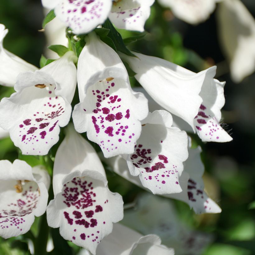 Sormustinkukka Dalmatian White F1 (siemenet) (Kukinta)