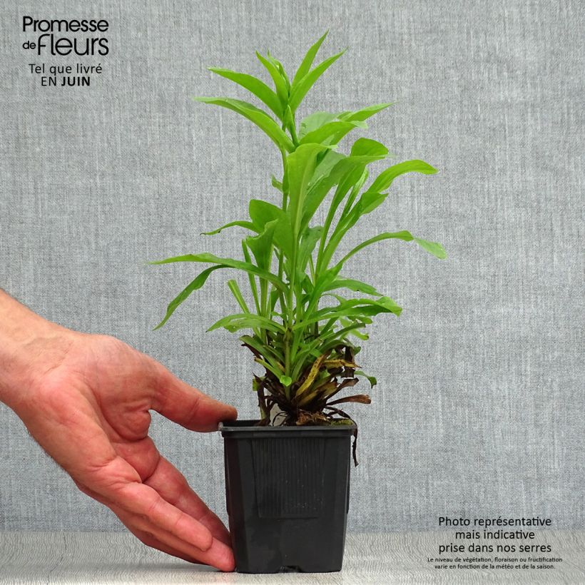 Esimerkki kesällä toimitetusta Sormustinkukka Spice Island Taimiruukku 8/9 cm-taimesta
