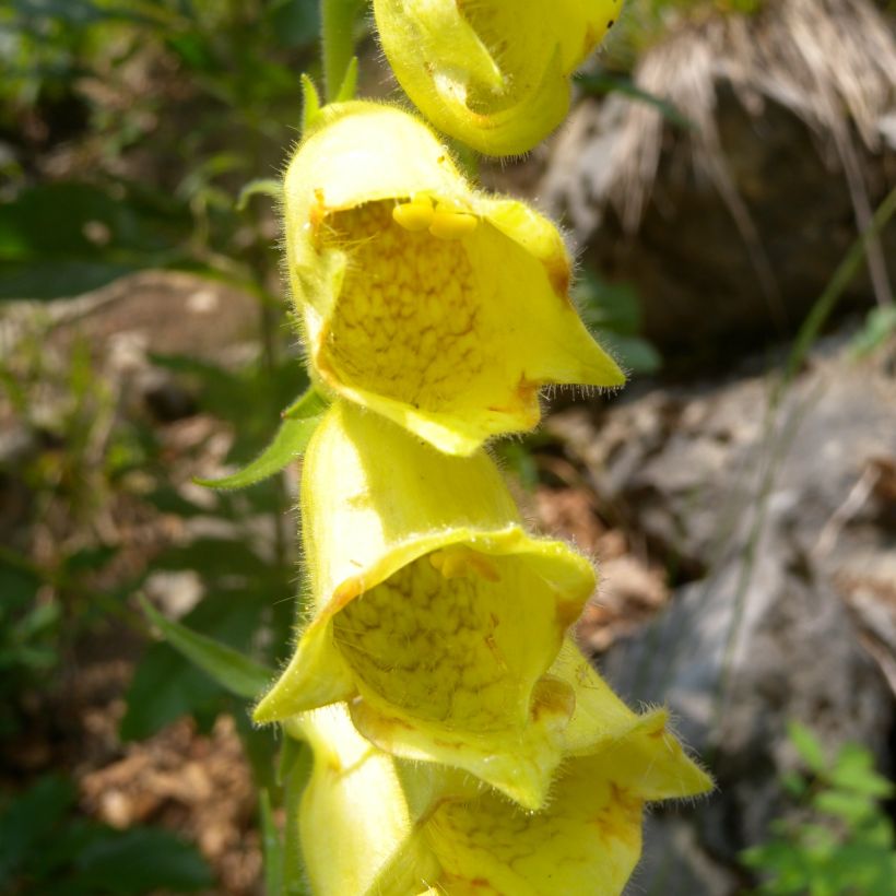 Sormustinkukka - Digitalis ciliata (Kukinta)