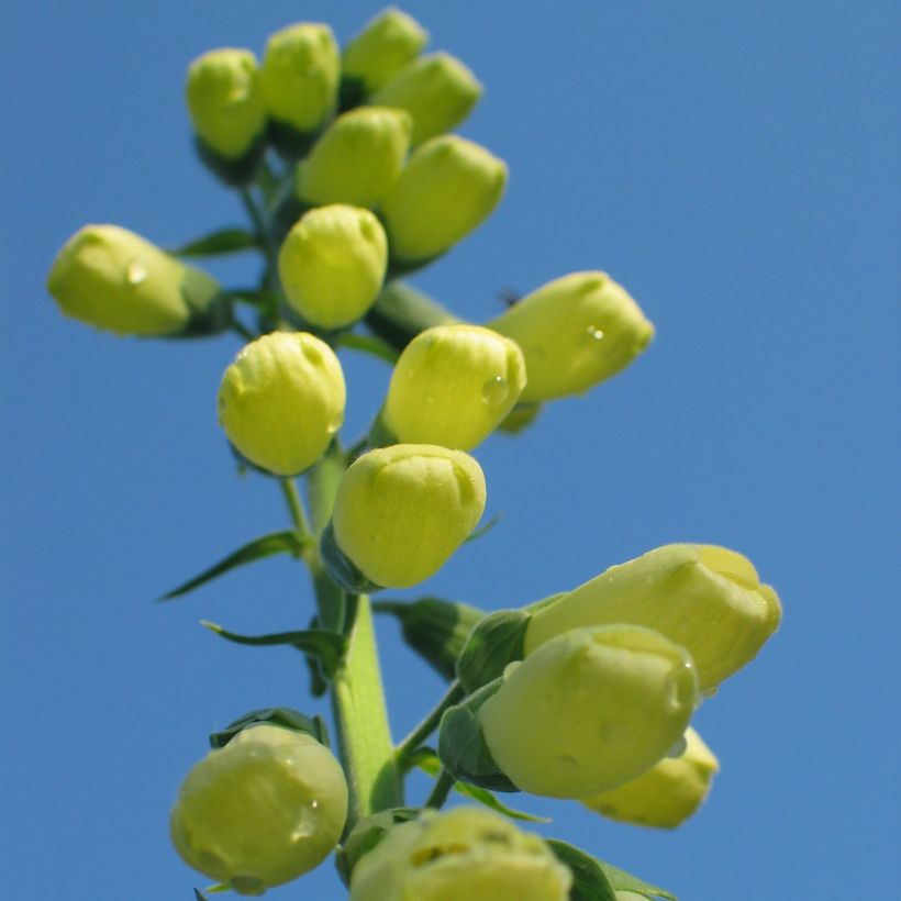 Sormustinkukka - Digitalis ciliata (Kasvutapa)