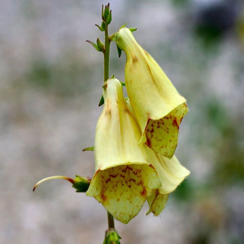 Keltasormustinkukka - Digitalis grandiflora (Kukinta)