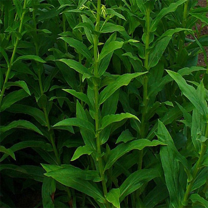 Pikkusormustinkukka - Digitalis lutea (Lehvistö)