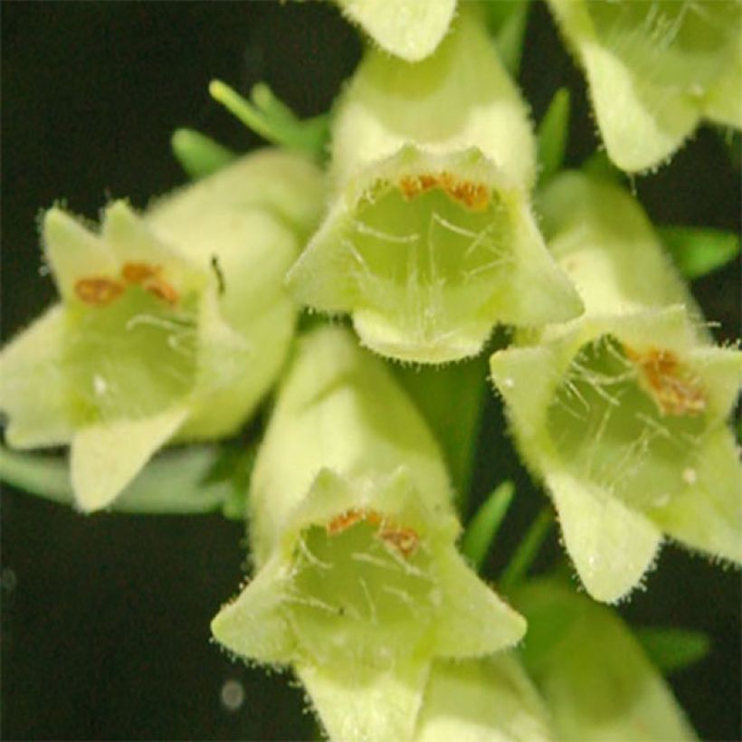 Pikkusormustinkukka - Digitalis lutea (Kukinta)