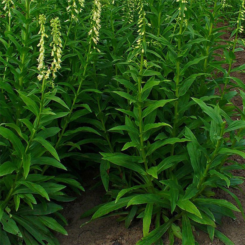 Pikkusormustinkukka - Digitalis lutea (Kasvutapa)
